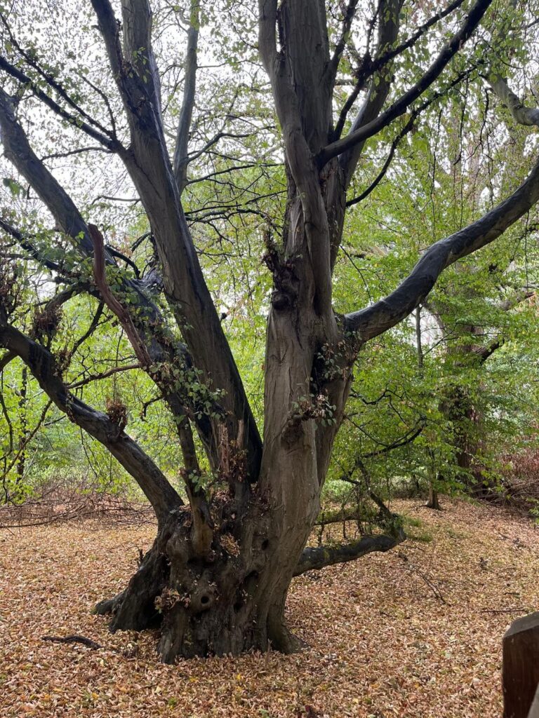 Gnarled trunk and branches of a mature tree in woodland