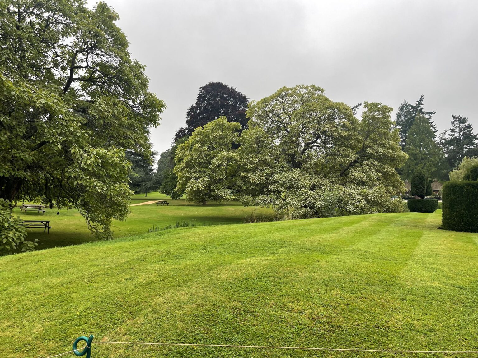 Mature parkland trees beside a striped lawn
