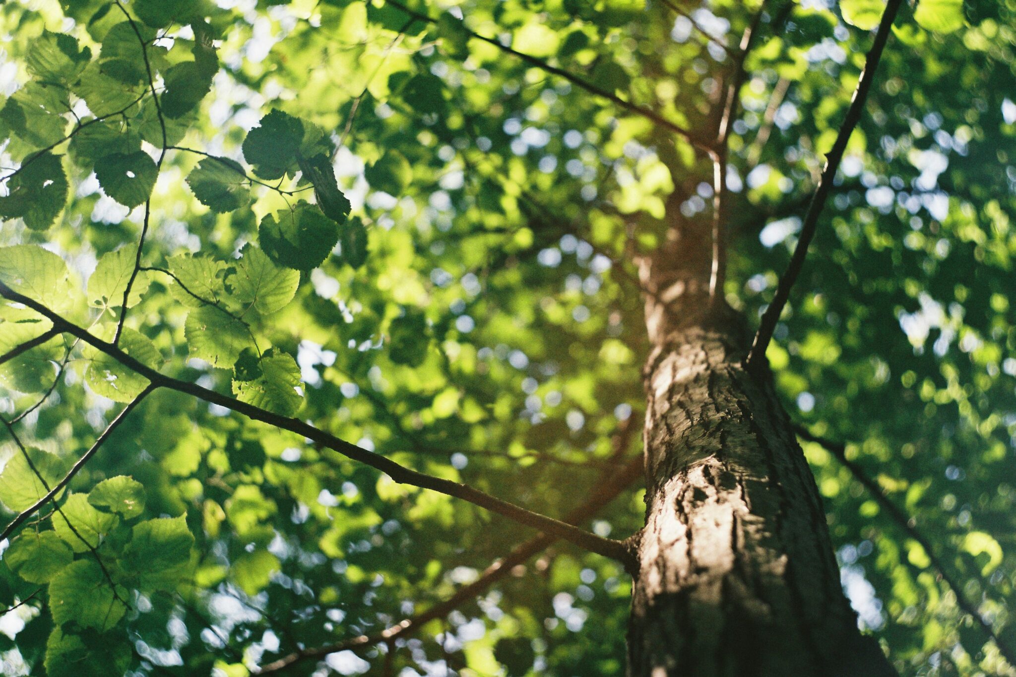 Looking up into a tree canopy in summer
