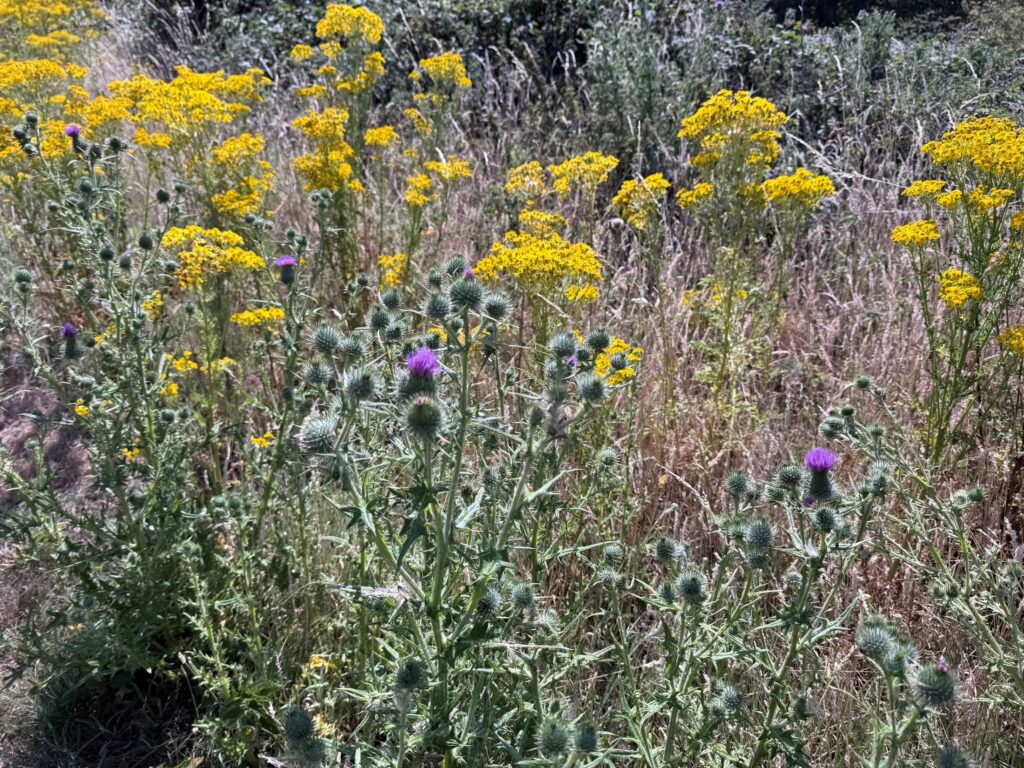 Wildflower meadow with ragwort and thistles