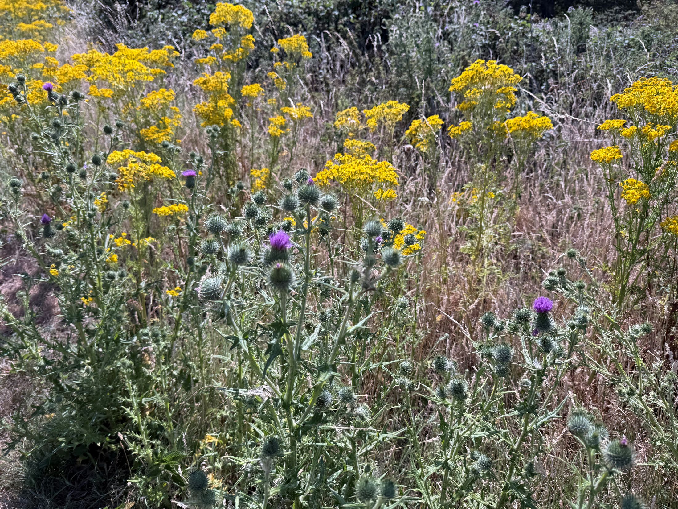 Wildflower meadow with ragwort and thistles